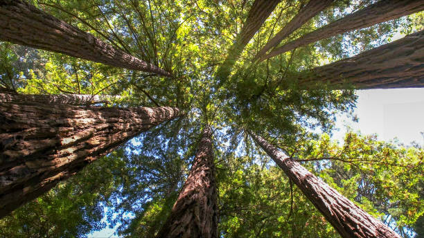 Professional Tree Services in Berkeley, CA